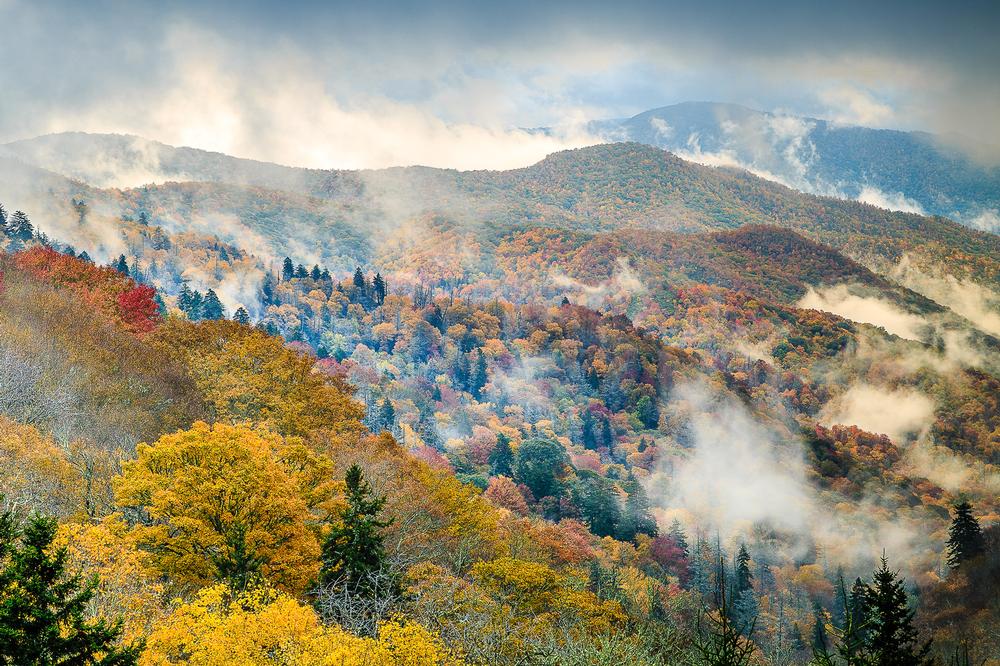 Drive misty roads and spot wildlife on a peaceful family nature trip.