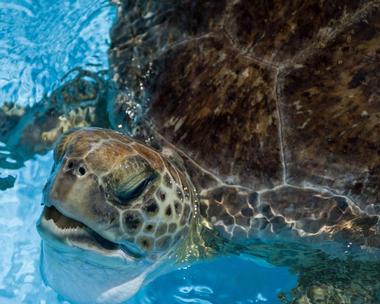 The Turtle Hospital with Kids