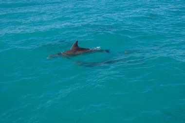 Key West Aquarium with Kids