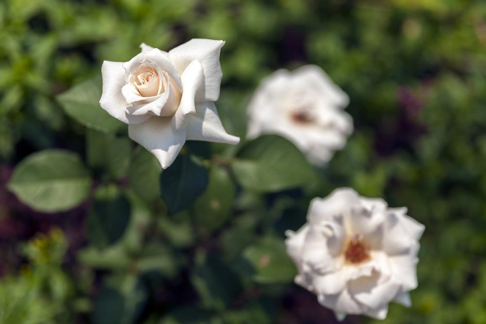 See the exhibits at Calabasas Creek Park