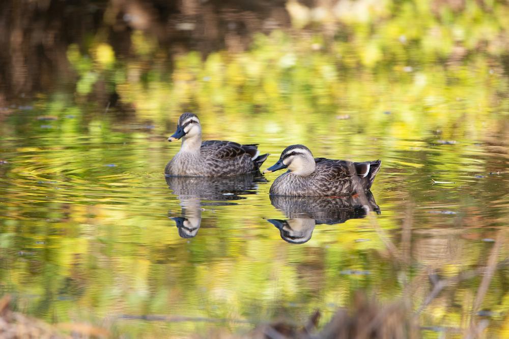 Two Ponds National Wildlife Refuge