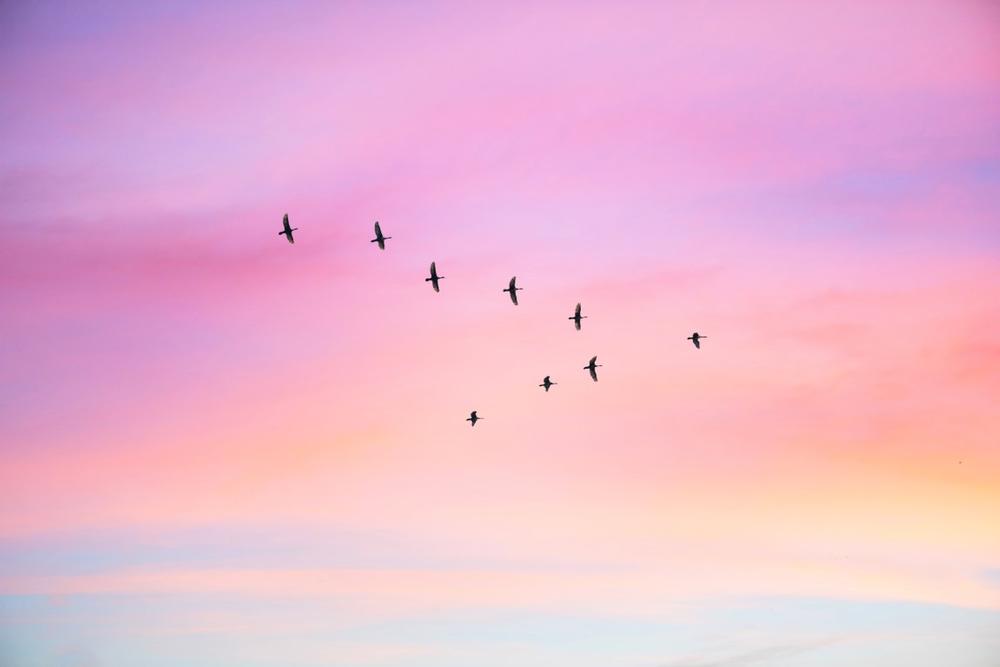 Catch Rare Bird Sightings at White Point Bird Observatory