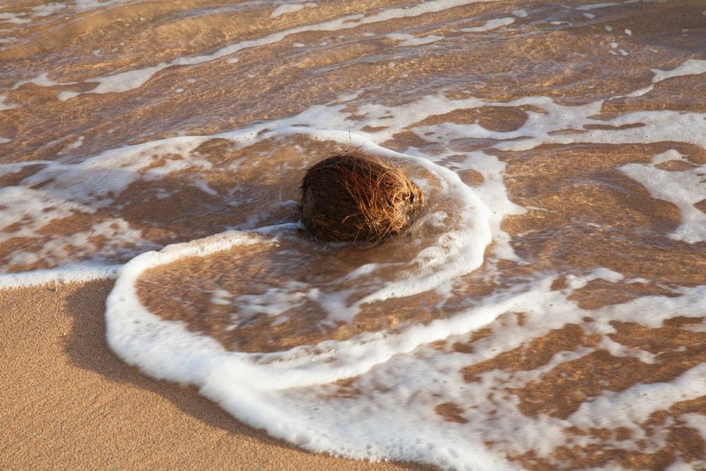 Swim, Picnic, and Relax: Soak Up Family-Friendly Vibes at Anahola Beach Park