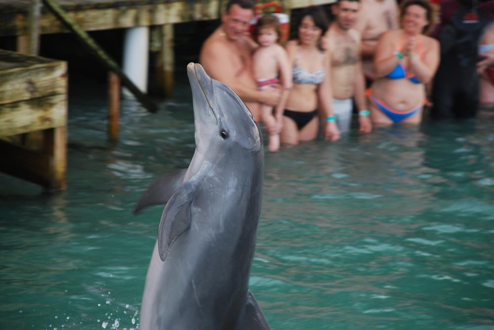 Swim with Dolphins at Dolphin Cove Jamaica