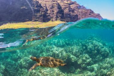 Hawaii Turtle Tours