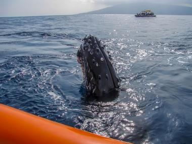 Hawaii Ocean Rafting