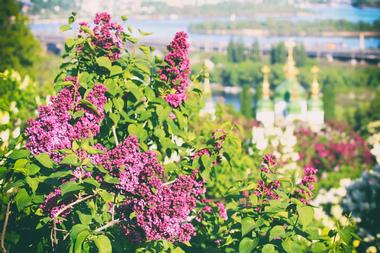 Hryshko National Botanical Garden