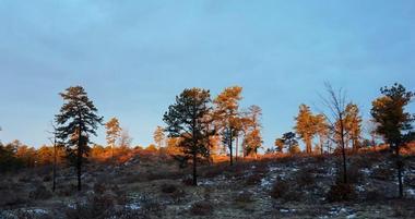 Albany Pine Bush