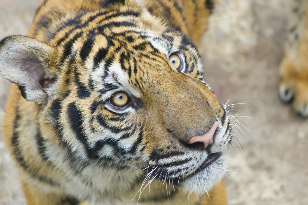 Meet the Wild Up Close at Tigers for Tomorrow