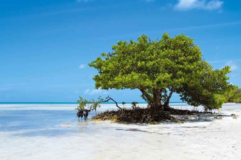 Walk along scenic boardwalks and enjoy shallow, clear waters.