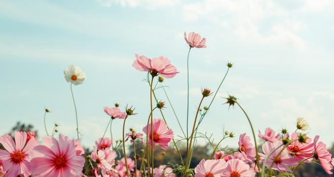 Annual Flower Trial Garden - Colorado State University