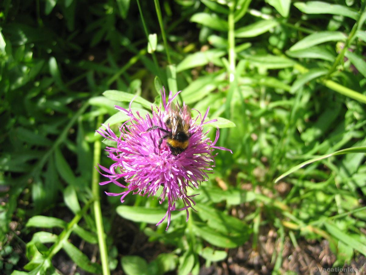 My photo of a bee on a flower