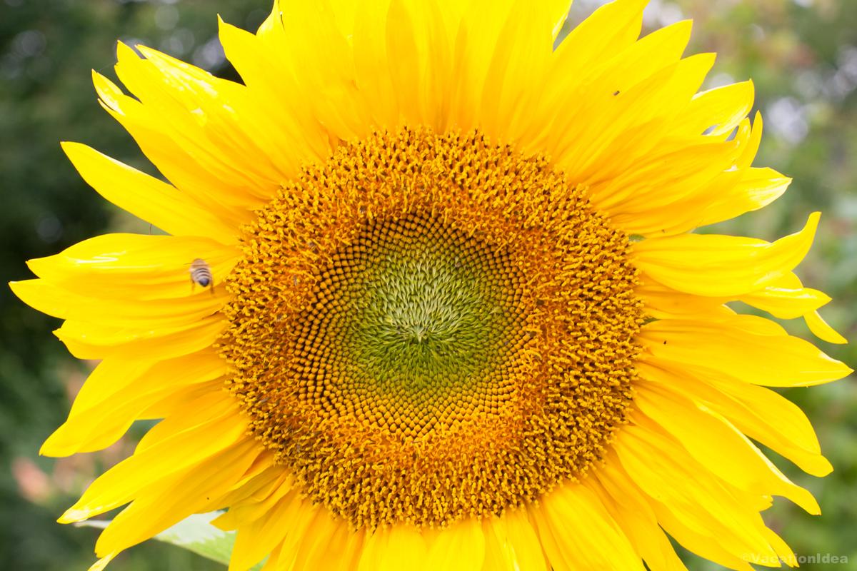 I took this photo of a sunflower in the fall in Vermont