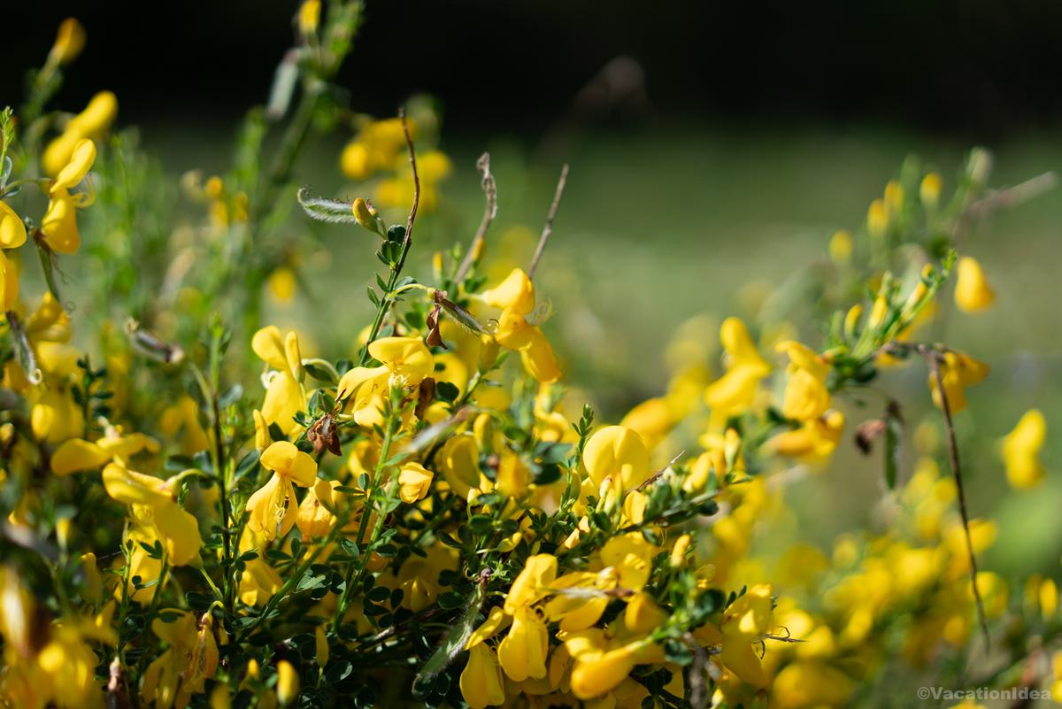 My photo of flowers at the hidden garden at the inn
