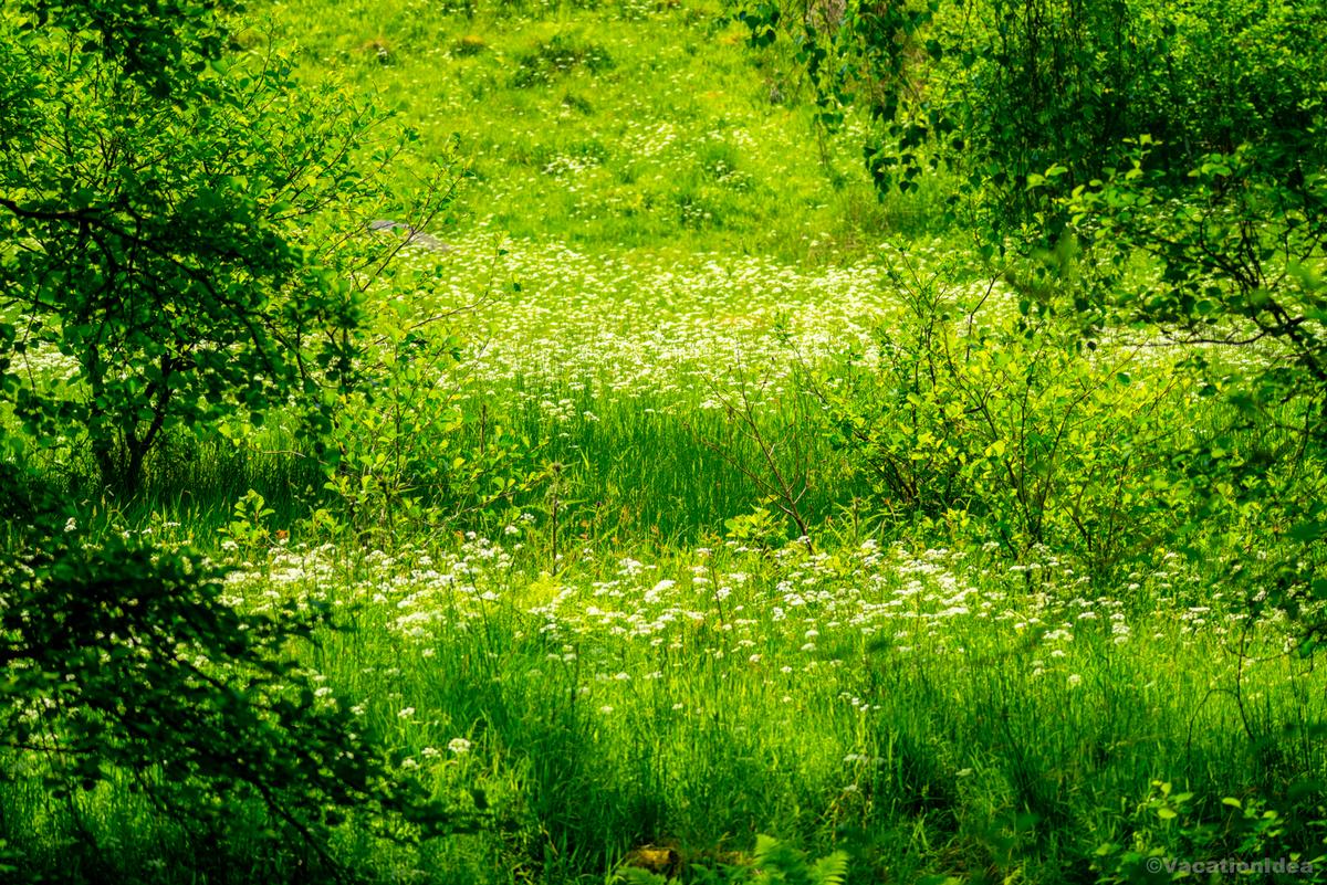 I took this photo while enjoying the green countryside on my Virginia weekend getaway