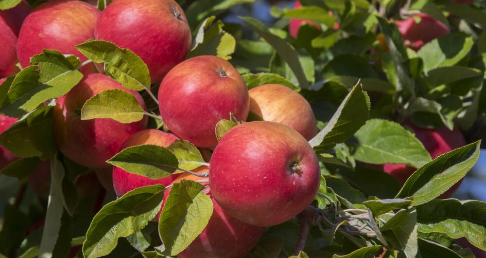 Apple Orchards Near Charlotte, NC