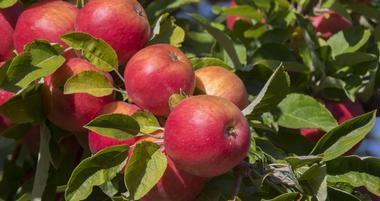 Apple Orchards Near Charlotte, NC