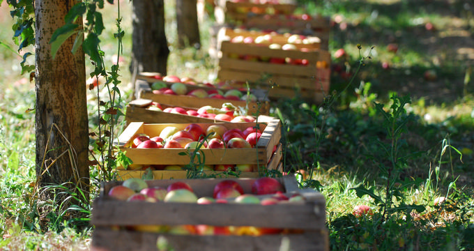 Apple Orchards Near DC