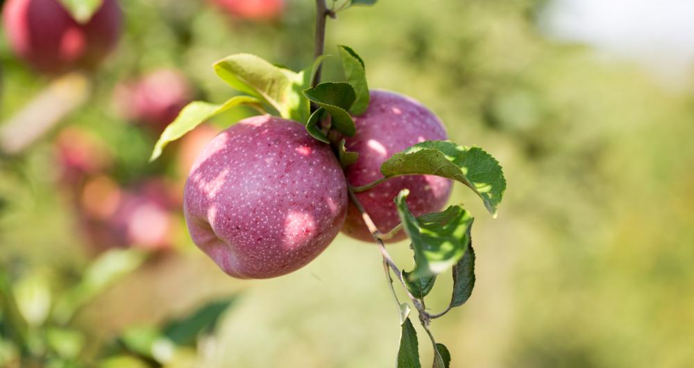 Apple Orchards Near Minneapolis and St Paul