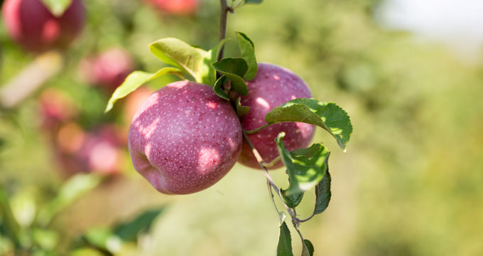 Apple Orchards Near Minneapolis and St Paul