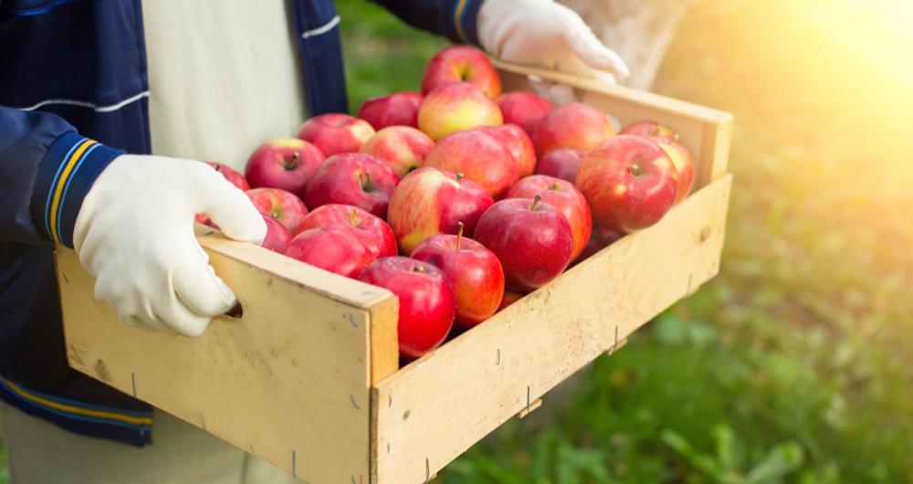 Apple Picking Columbus Ohio