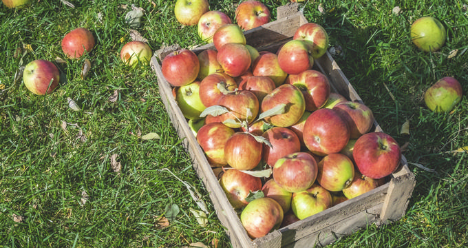 Apple Picking Hudson Valley