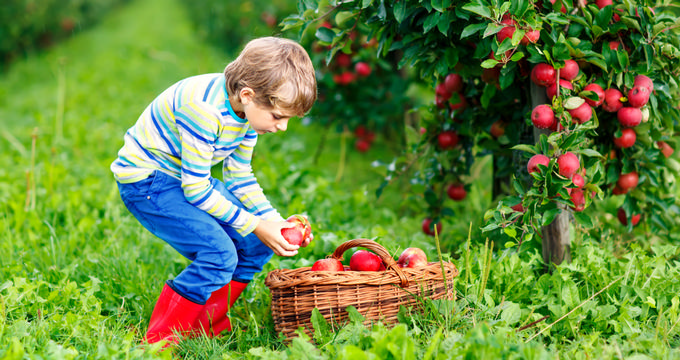 Apple Picking in SC