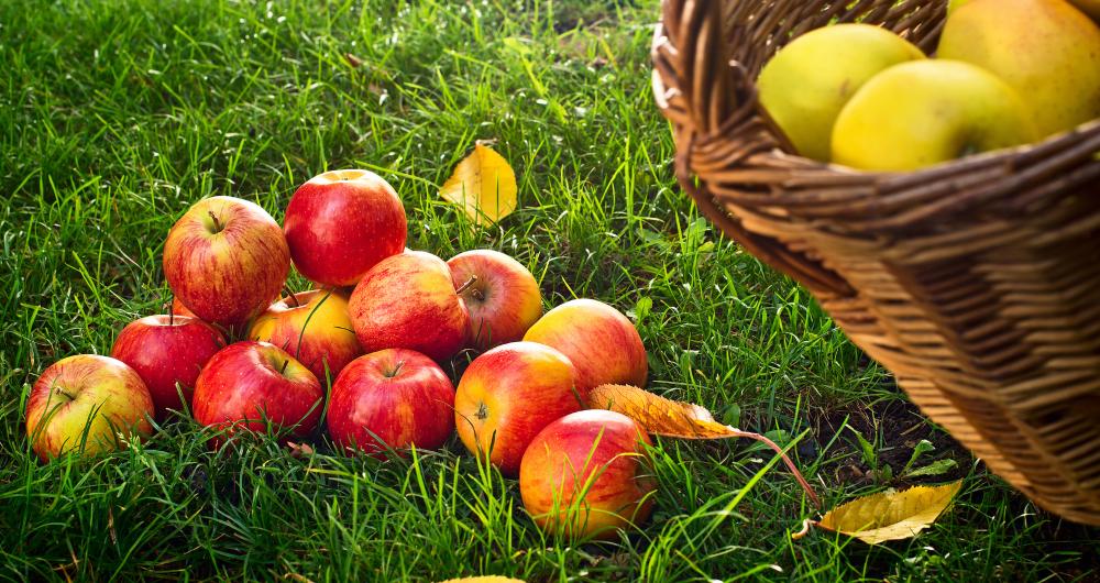 Apple Picking in Westchester, NY