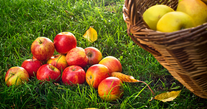 Best Apple Picking in Westchester, NY