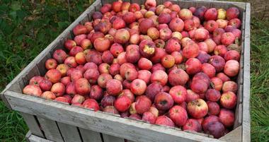 Apple Picking Long Island