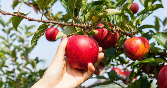 Apple Picking Massachusetts