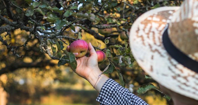 Apple Picking In North Carolina
