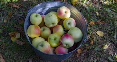 Apple Picking Oregon