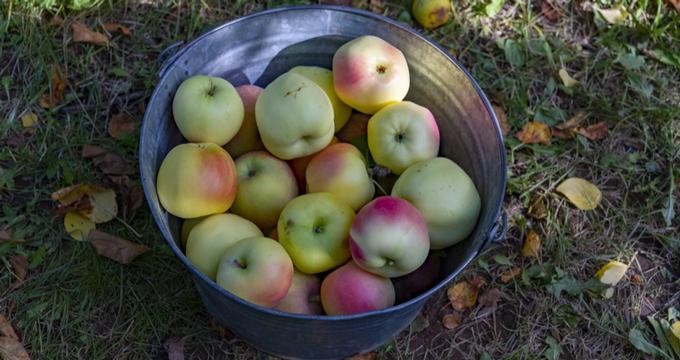 Apple Picking Oregon