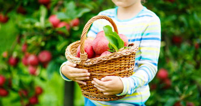 Apple Picking Rochester NY