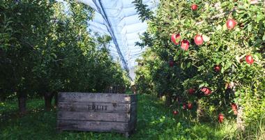 Upstate NY Apple Picking Orchards and Farms