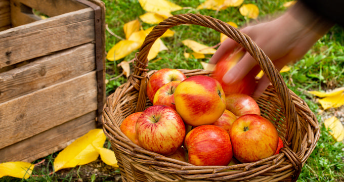 Apple Picking In Wisconsin