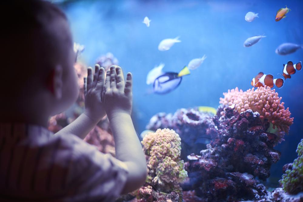 Dive Into Underwater Worlds at Aqua Vega Aquarium