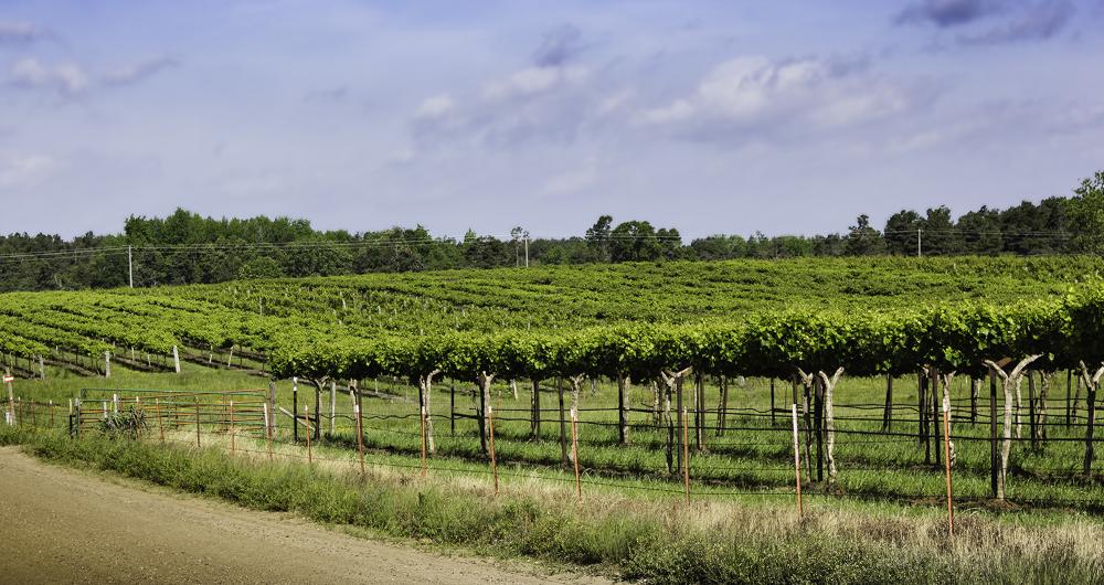 15 Arkansas Wineries