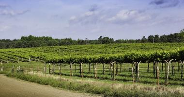 15 Arkansas Wineries