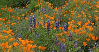 Arlington Garden in Pasadena
