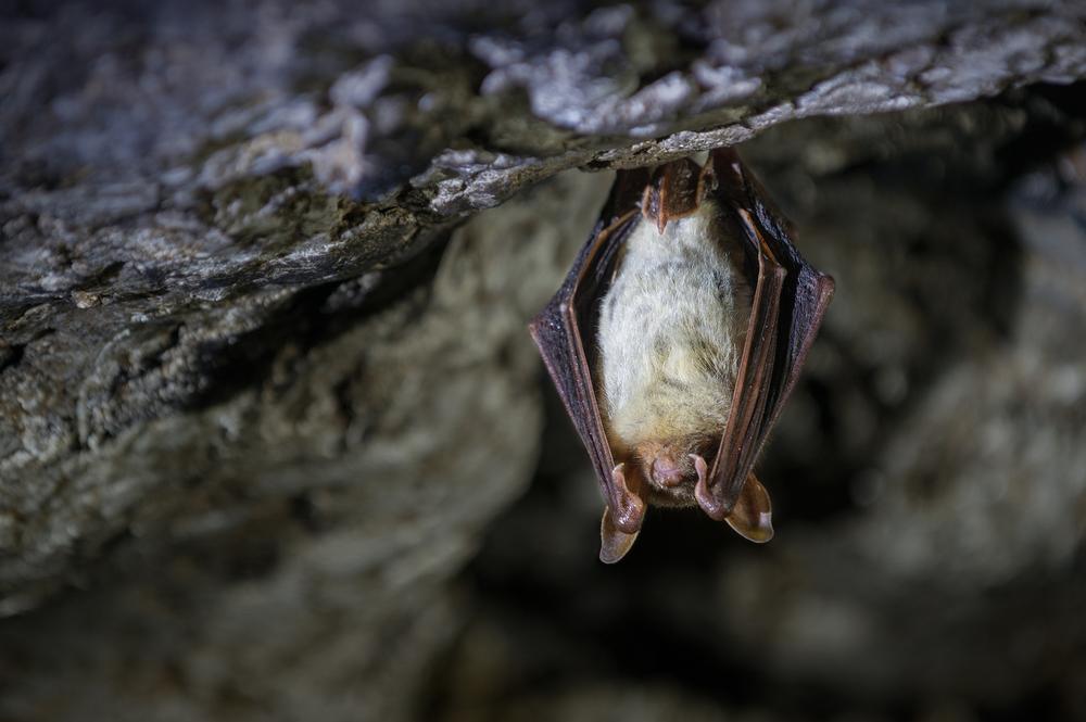 Witness a Twilight Spectacle as Bats Soar Over Khao Yai’s Skies