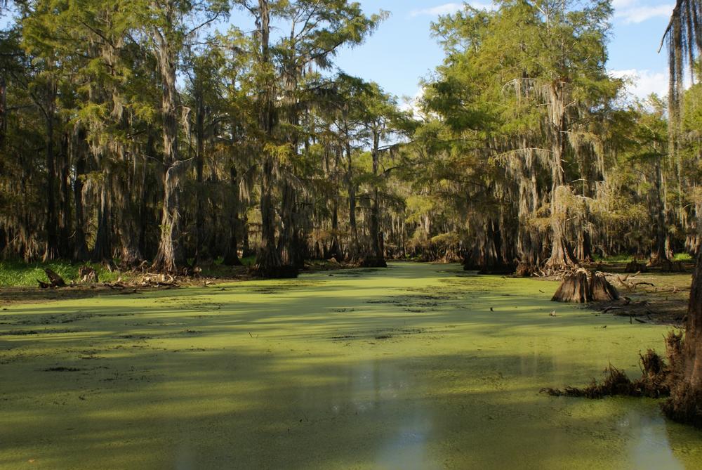 Caddo Lake State Park - 45 minutes northeast of Marshall, TX