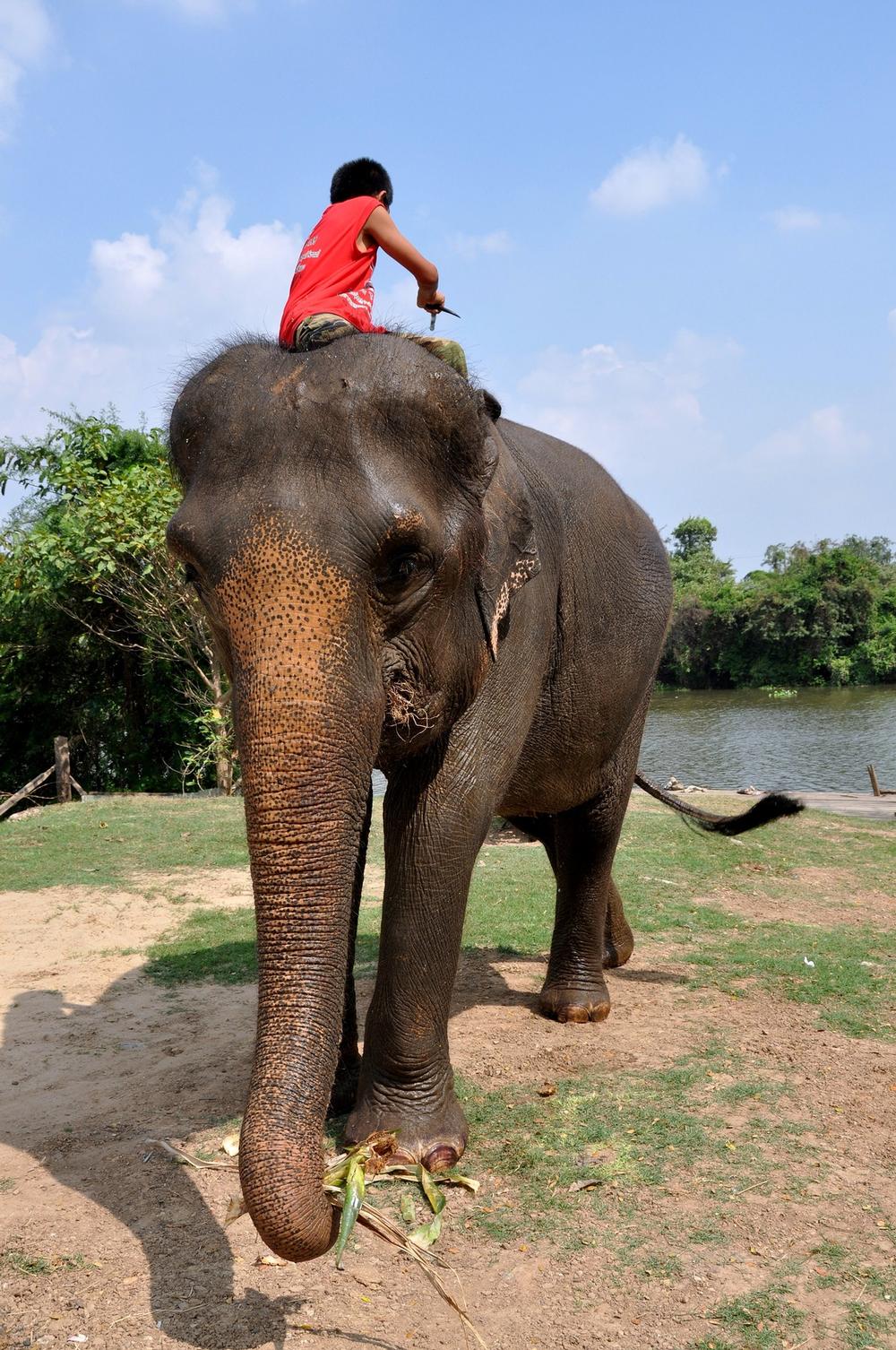 If Ancient Traditions and Elephant Legends Fascinate You, Visit Elephant Kraal