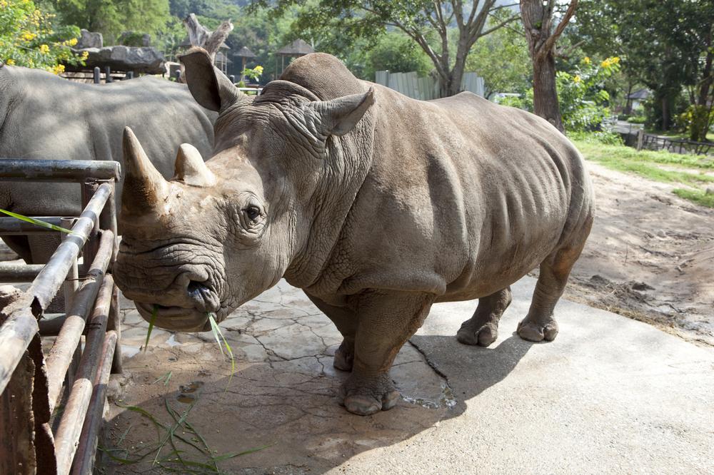Roam Open Habitats and Meet Wildlife Up Close at Khao Kheow Open Zoo