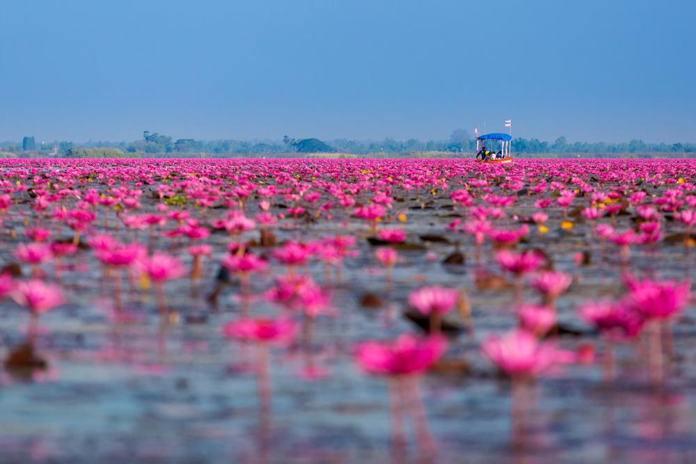 If Endless Blooms and Tranquil Waters Soothe You, Drift Through Lotus Lake