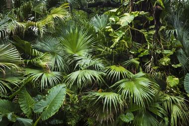 Exhibits: Plant Life