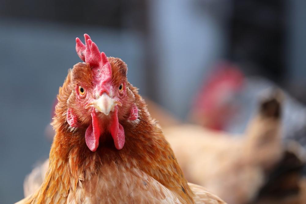 Grab a Hearty Meal at Hinck Turkey Farm Deli & Restaurant