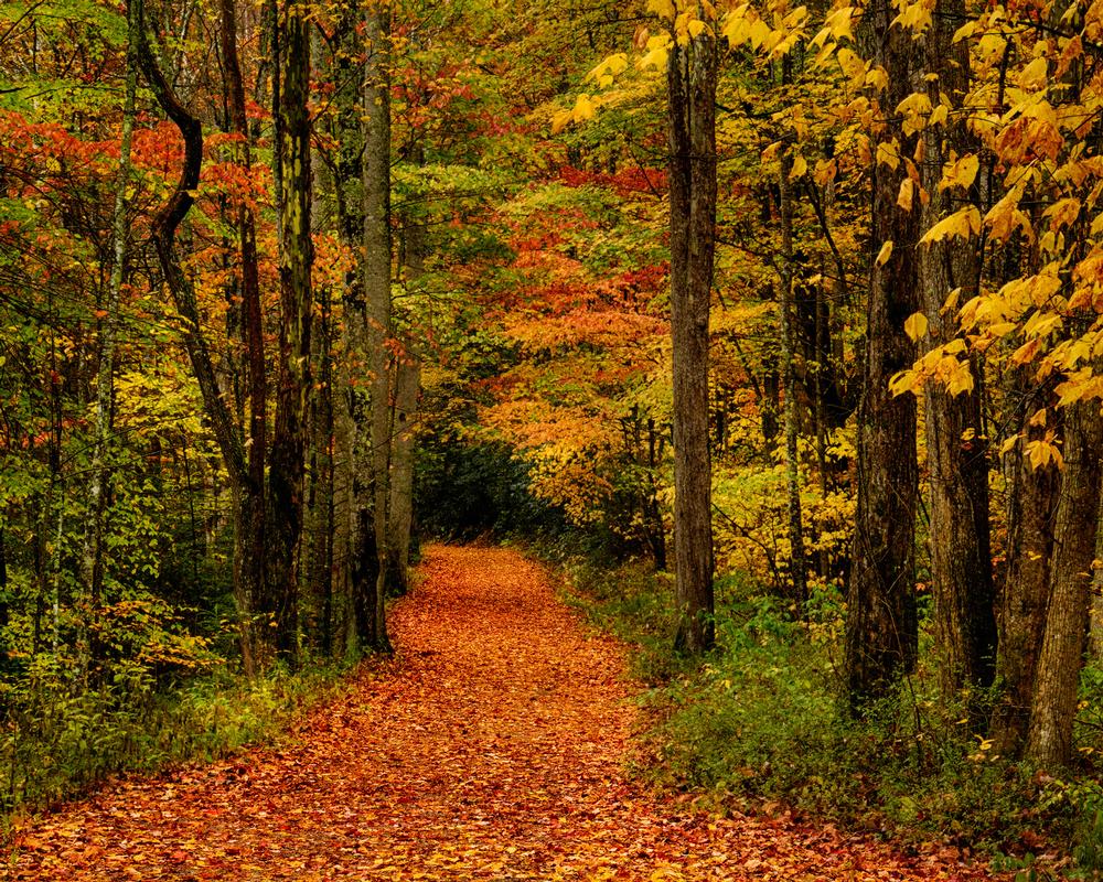 If You Crave Endless Outdoor Adventure, Dive into Great Smoky Mountain National Park