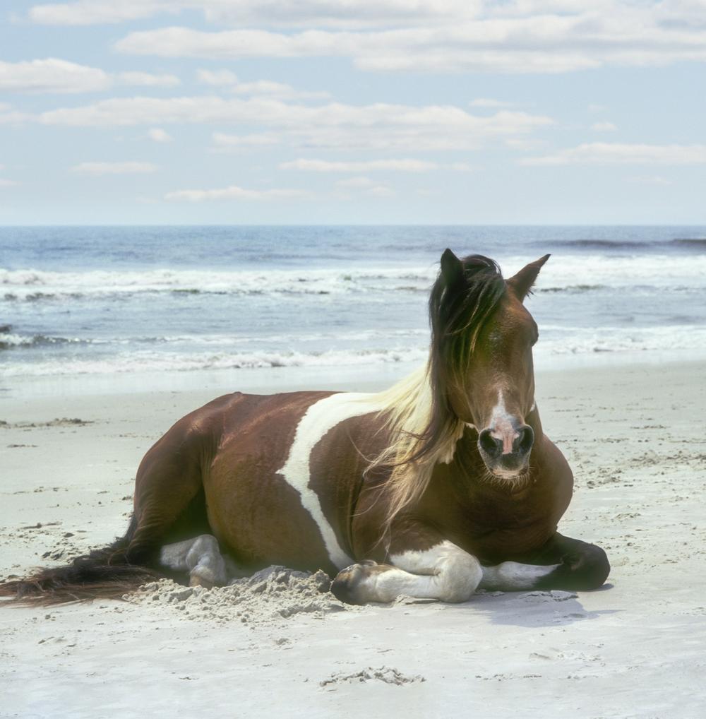 A wild horse relaxing on the beach